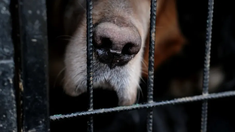 Coșmarul unei femei! A crezut că și-a luat un câine, dar de fapt era un animal rar. Cum a reacționat când a aflat ce creștea în casă
