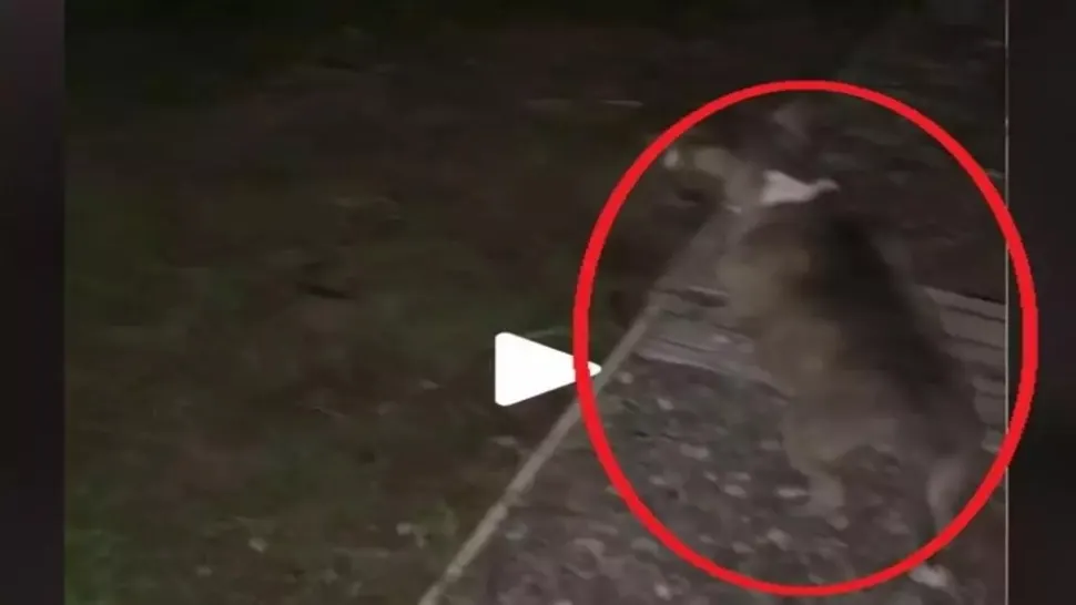 VIDEO – Când câinele nu latră, dar se uită insistent într-un punct fix, este semnalul de pericol maxim – Lecția învățată de un internaut