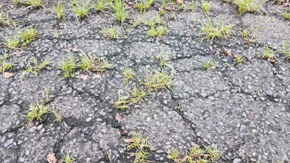 Un ingredient magic te scapă de buruieni fără bătăi de cap. Îl are oricine în bucătărie