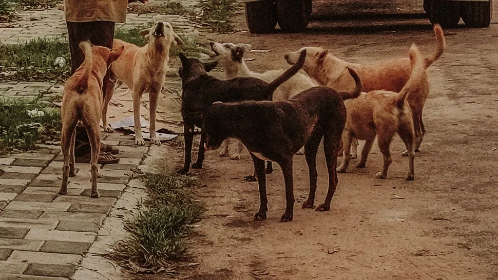 Bărbat mușcat de o haită ce câini. A reuşit să-şi ia fiica pe umeri pentru a o salva
