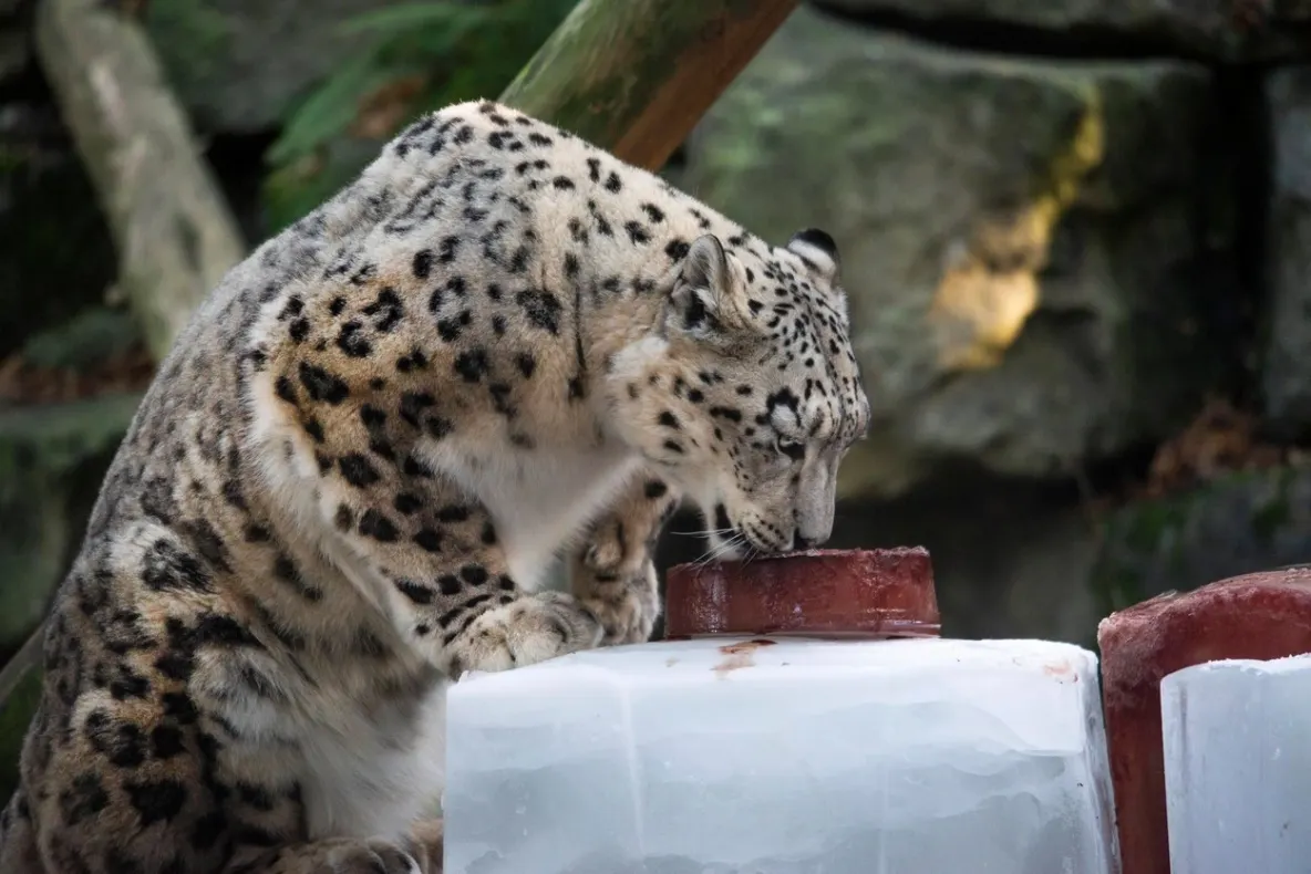 "Locatar" nou la ZOO Sibiu: Leopardul de Amur - VIDEO
