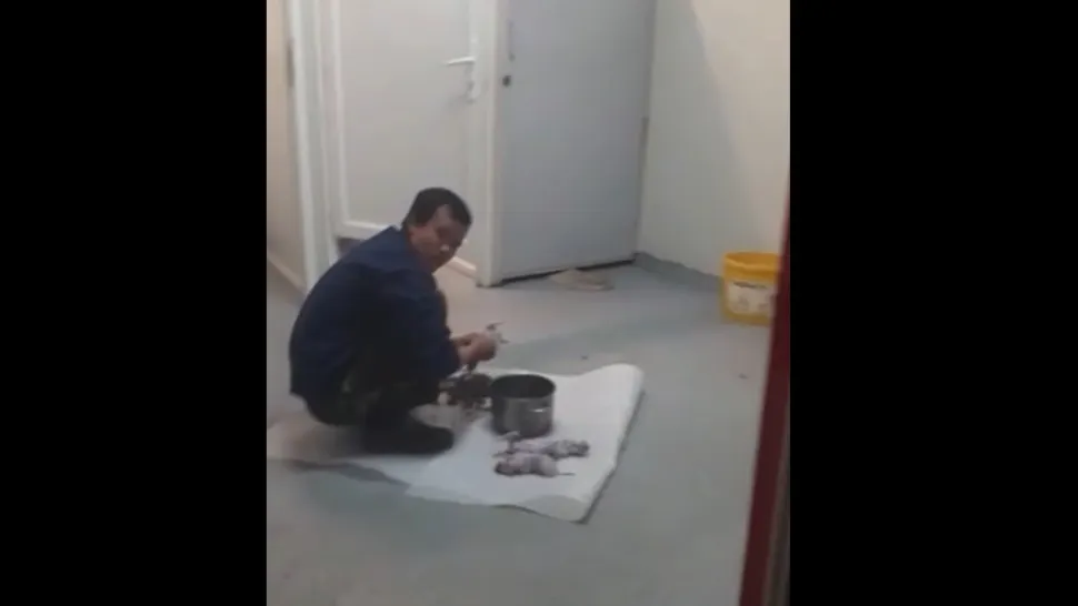 Vietnamez din Cluj filmat când pregătea „delicatese” din carne de șobolan (VIDEO)