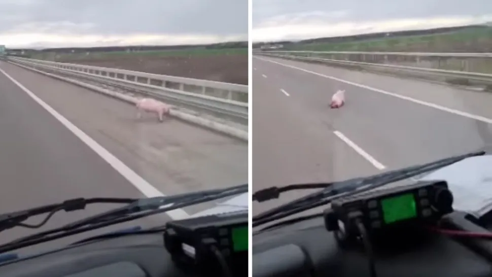 Noua probă pentru șoferi: Slalom printre porci pe autostrada A3. VIDEO