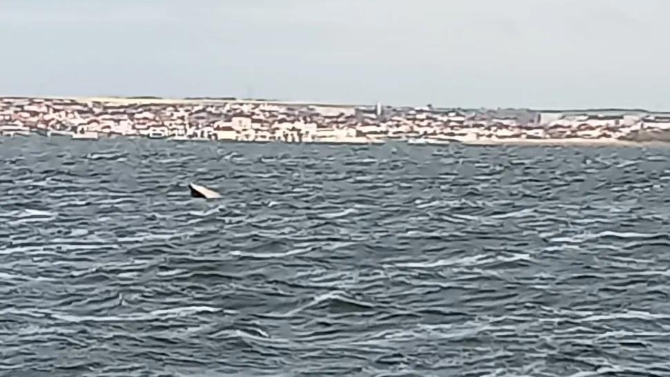 Alarmă falsă pe lacul Siutghiol! Barca pescărească care a alertat un număr impresionat de forțe de intervenție era, de fapt, o EPAVĂ  - VIDEO