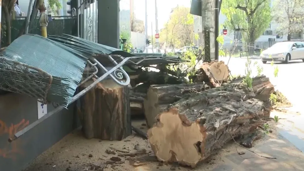 Copac prăbușit în  Sectorul 1. Tragedie evitată la limită. Oamenii sunt revoltați (VIDEO)