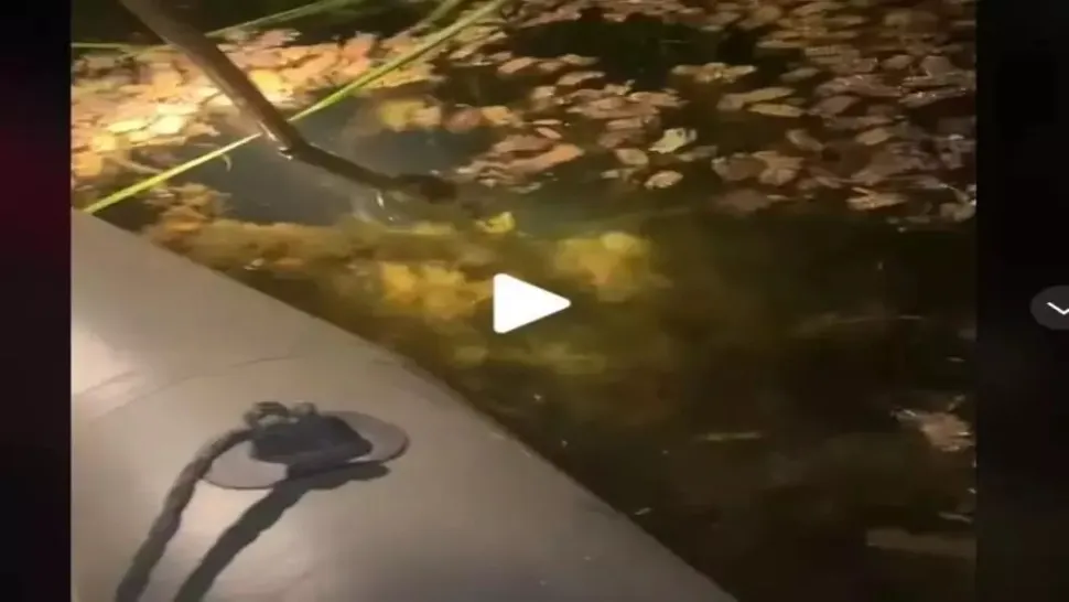 VIDEO – Navigau noaptea prin deltă și au zărit un adevărat monstru lângă barcă – Au reușit să-l scoată din apă și au filmat totul