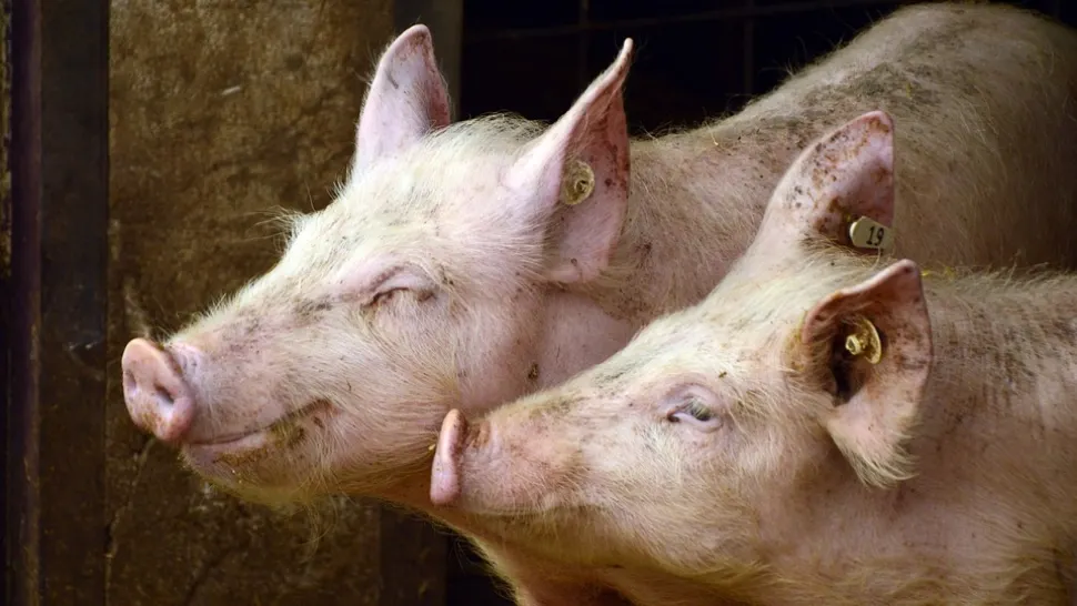 Aleșii s-au răzgândit: le permit românilor să crească mai mult de 5 porci în gospodării. Cu unele amendamente