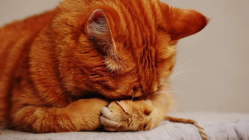 Arestat pentru că a ucis pisica vecinei! Detalii din cazul care a pus pe jar Poliția Animalelor Mehedinți