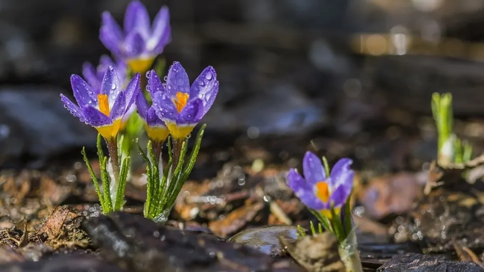 Prognoza meteo pe două săptămâni - zonele lovite puternic de ploi. Unde va fi soare de 1 MAI
