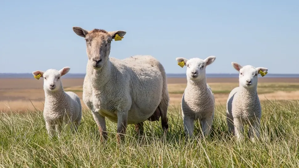 Paradoxul zootehniei actuale: Mieii României sunt trimiși la arabi, noi mâncăm din import!
