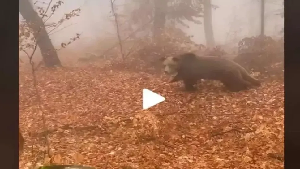 VIDEO – Un român s-a întâlnit cu ursul în pădure, însă, din fericire, ceva haios s-a întâmplat – Totul a fost filmat și imaginile au devenit virale