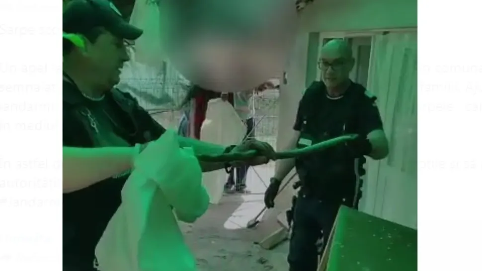 Șarpe scos de jandarmi din canapeaua unei familii! VIDEO cu reptila periculoasă, extrasă din mobilier
