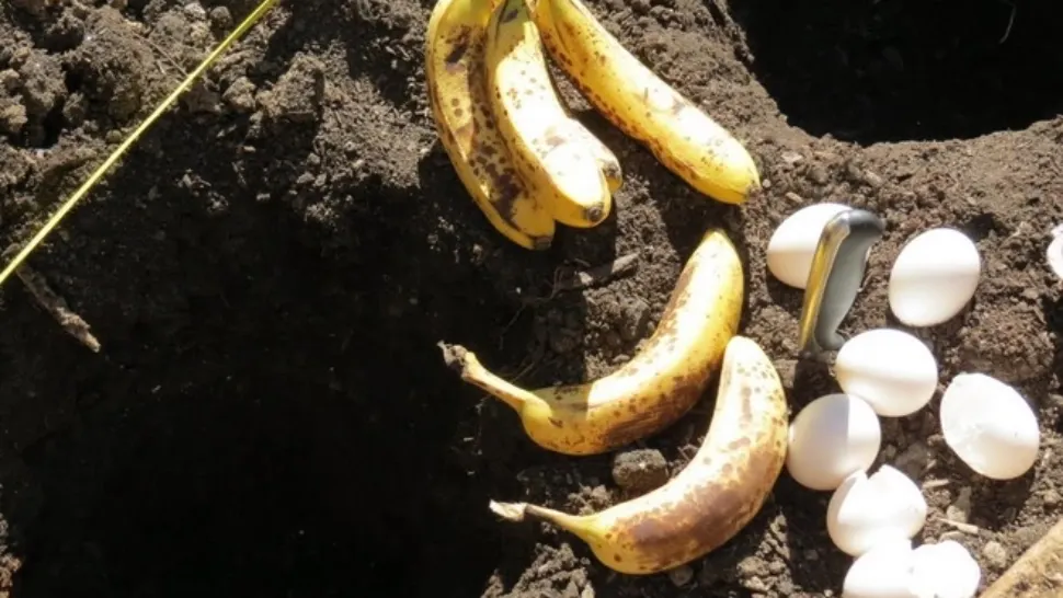 A îngropat un ou şi o banană în pământ. Motivul, uluitor!