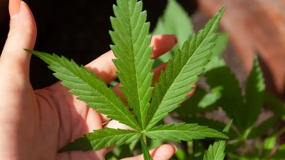 Procurorul General respinge legalizarea canabisului. Legea, inițiată de partidul lui Cioloș, pe masa oficialilor