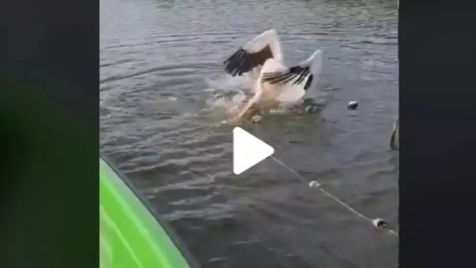 VIDEO – Câțiva turiști din Delta Dunării au observat un pelican care se zbătea – Când au ajuns cu barca mai aproape, au fost șocați