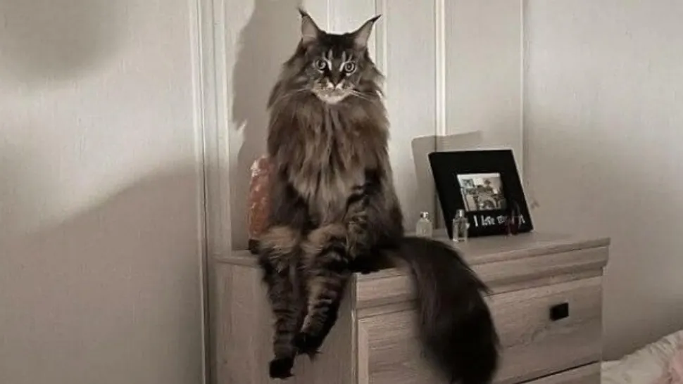 Secretul MORTAL al pisicilor. Ce parazit teribil este purtat de feline?
