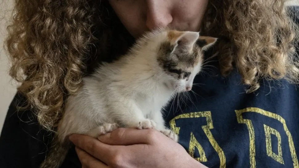 De ce torc, de fapt, pisicile? Crezi că se simt la fel de bine ca și stăpânul