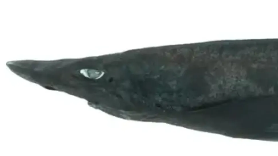 Faceți cunoștință cu rechinul demon, o nouă specie cu ochi albi fantomatici, descoperită în largul coastei Australiei