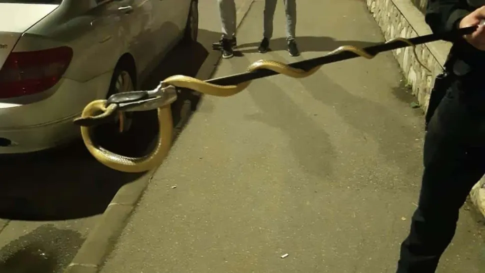 Descoperire șocantă, în Turnu Severin. Un șarpe de 2 metri, prins în interiorul unui autoturism FOTO