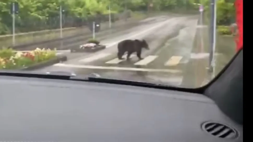 RO Alert de urs. Un animal URIAȘ a dat iama într-o localitate din Alba, oamenii sunt speriați