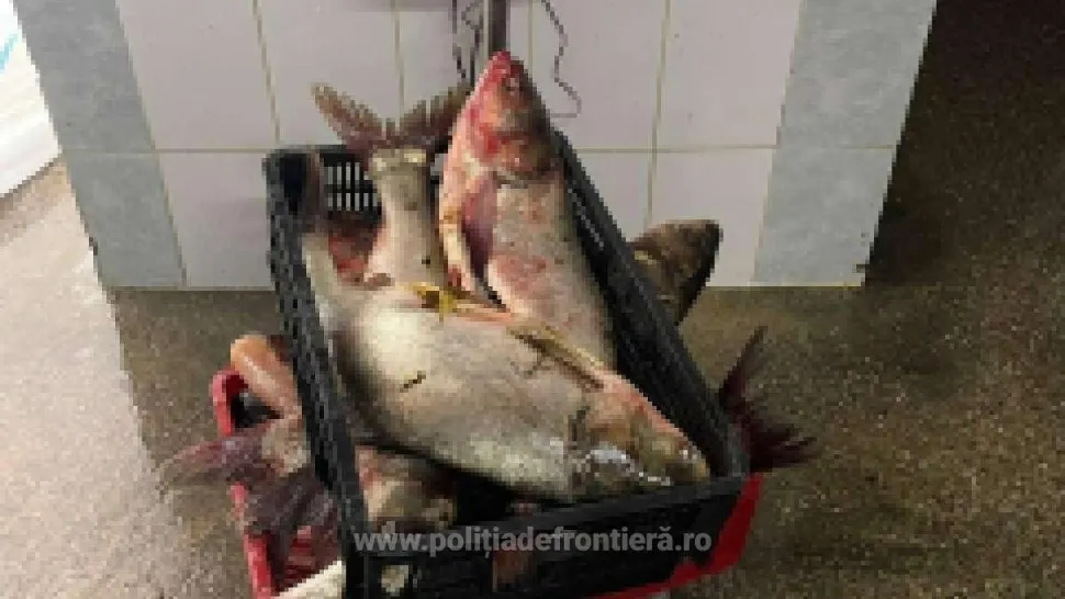 Vânătoare de braconieri la Marea Neagră. Captură impresionantă a polițiștilor de frontieră - incredibil ce au găsit în plase