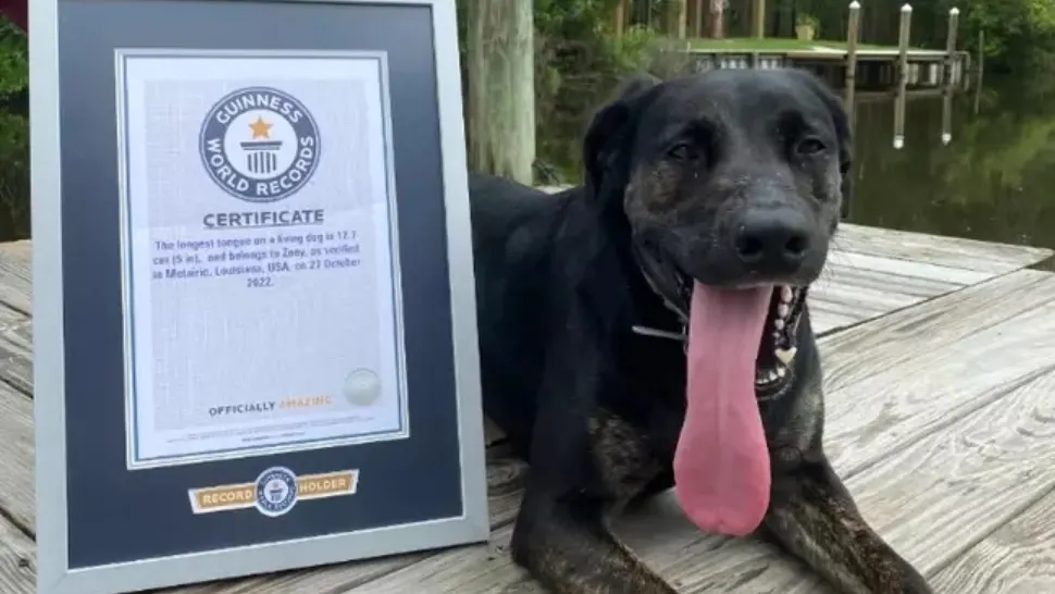 A fost desemnat recordul mondial Guinness pentru câinele cu cea mai lunga limbă! VIDEO 