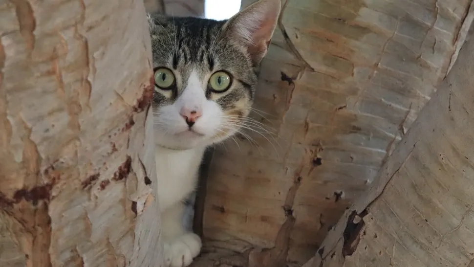 Ce le sperie pe pisici cel mai mult. Situațiile care pun pe fugă felinele sau le face să se ghemuiască de frică