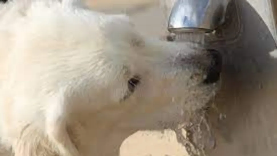 Cum protejăm animalele de căldură pe timpul verii. Sfaturi pentru caniculă