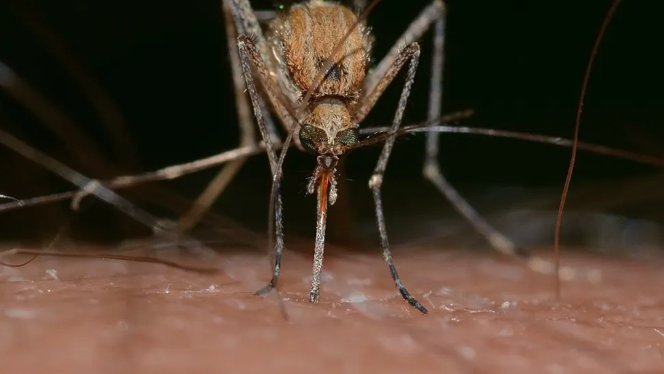 Această grupă de sânge este un adevărat magnet pentru țânțari. Specialiștii au deslușit preferințele supărătoarelor insecte