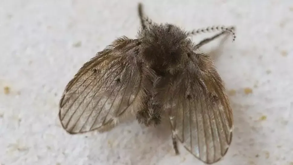 Specie nouă de muscă, pe litoralul românesc - pericol uriaș la malul mării - Unde a fost descoperită