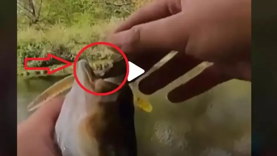 VIDEO - Un pescar voia să facă o poză cu captura sa. Deodată a ieșit un șarpe din gura peștelui și l-a mușcat de mână