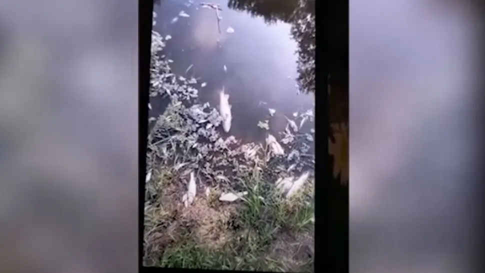 Dezastru ecologic pe râul Bârlad. Sute de pești morți au fost descoperiți în apă VIDEO