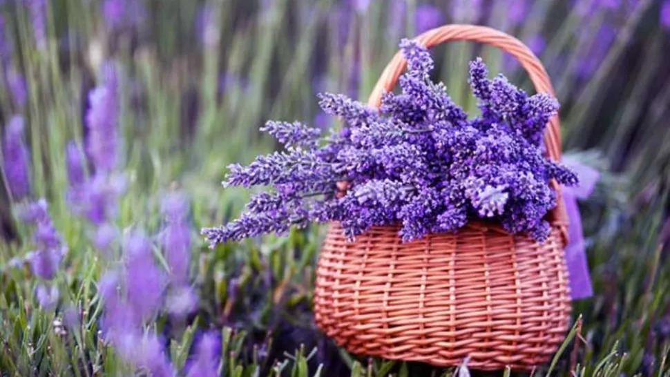 Când se recoltează lavanda și care este momentul ideal al zilei