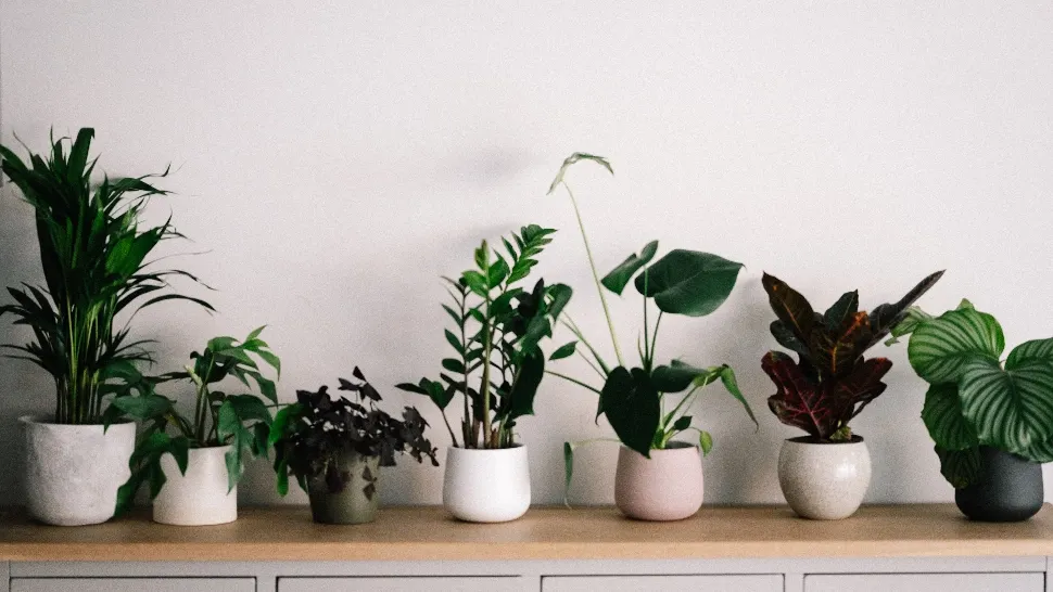 Spune adio umidității și mucegaiului din casă! Top 5 plante care te salvează 