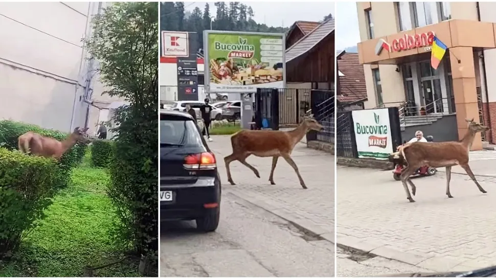 Căprioară, filmată cum se plimbă pe străzile din Vatra Dornei și mănâncă din tufișurile de lângă blocuri 