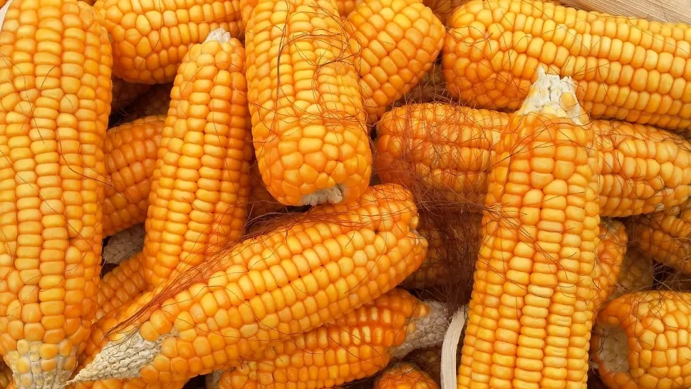 Porumb contaminat din România - Olanda a notificat Sistemul de Alertă Rapidă pentru aflatoxină - Cât de toxică este 