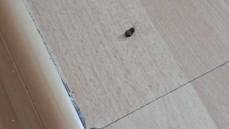 Cum să alungi gândacii de bucătărie fără chimicale! Trei ingrediente din bucătărie împotriva insectelor din casă