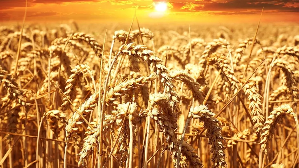 Prețul grâului explodează pe burse după ce Rusia a anunțat că iese din acordul de export al cerealelor din Ucraina  