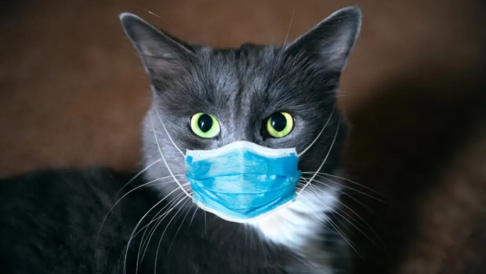 Coronavirusul pisicilor: Mii de feline au murit deja în două țări europene - Pericol de extindere