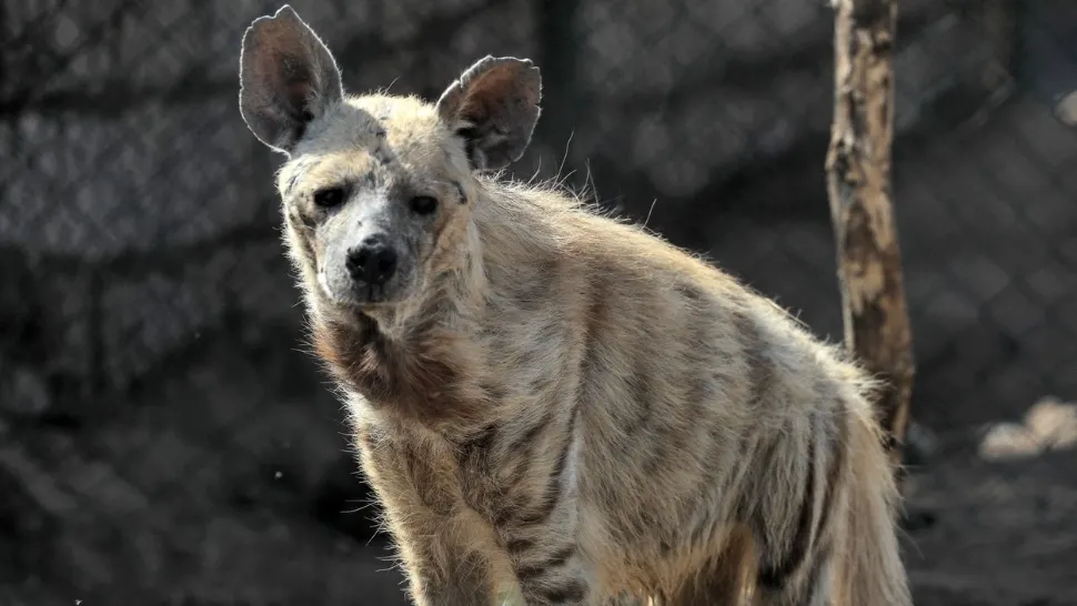 Și animale sunt TRANSEXUALE. Își schimbă genul sau sunt masculi și femele în același timp