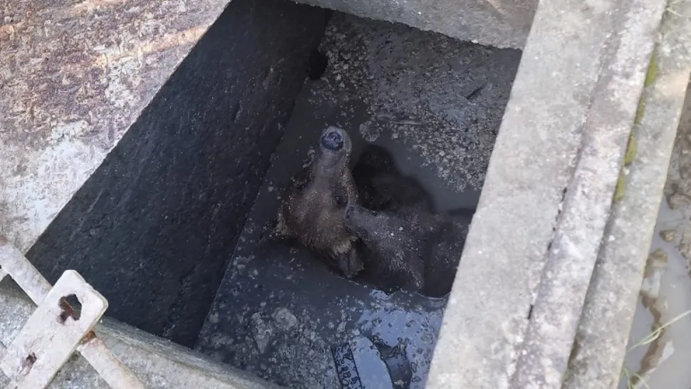 O ursoaică și puiul ei au căzut într-o fosă septică din Sinaia - Ursoaica și-a ținut puiul pe cap pentru a-l menține în viață - Ambii au fost salvați