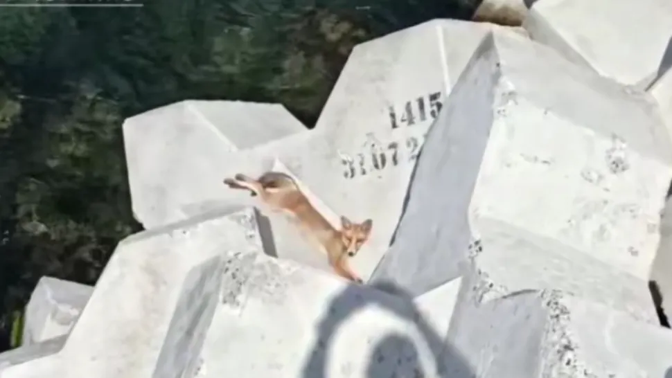 Vulpea-turist, surprinsă în Eforie Nord. Face plajă și se relaxează pe dig