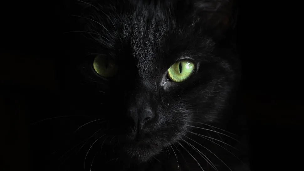 17 august: Ziua pisicii negre. Care sunt cele mai întâlnite superstiții și de unde au apărut - Feline celebre