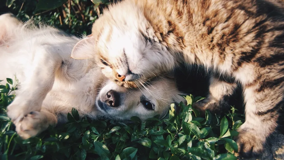 Și animalele de companie pot răci! Semnele pe care nu trebuie să le ignori 