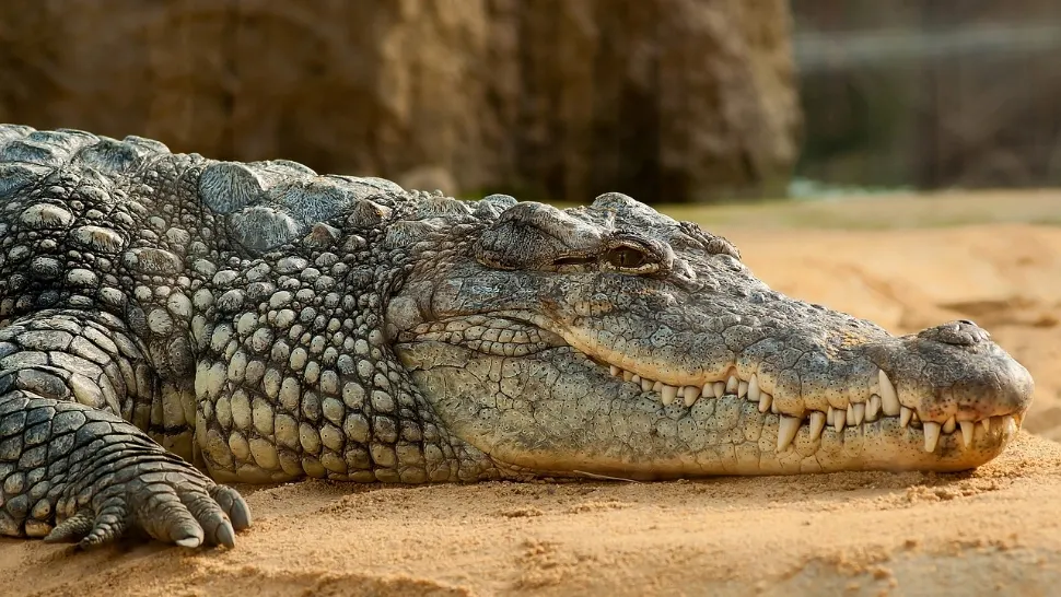 Țara care a decis sa pună crocodili în jurul închisorilor, ca să descurajeze tentativele de evadare