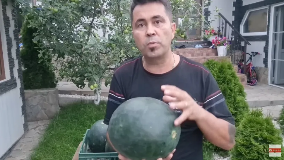 Cum să alegi cel mai bun pepene. 5 sfaturi de la un fermier