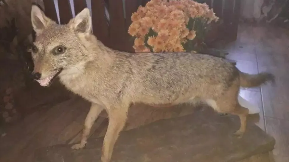 Haită de șacali, gonită cu ajutorul jandarmilor. Animalele fac legea pe dealurile din Buzău