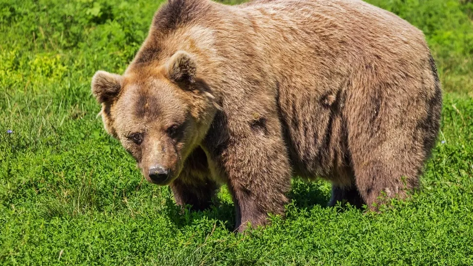 Primarul municipiului Sfântu Gheorghe: „Trei ore am urmărit ursul prin tufişuri”. Ce s-a întâmplat cu animalul care a dat bătăi de cap autorităților