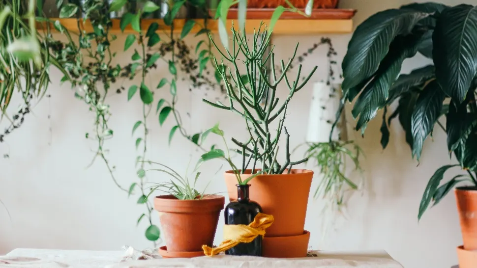 De ce este recomandat să pui chibrituri în ghivecele de flori? Casa ta se va transforma într-o oază de liniște și frumusețe - Truc uimitor 