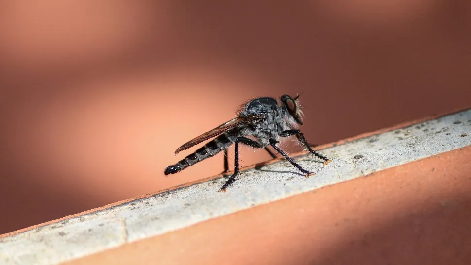 Cum recunoaștem țânțarul tigru? Ne poate infecta cu boli grave, inclusiv cu virusul West Nile!